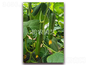 �����-�S�ϷN��-���r(n��ng)�@ˇ