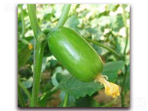 ��ͯ-�S�ϷN��-���r(n��ng)�@ˇ