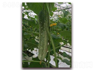 ����S��-�S�ϷN��-���r(n��ng)�@ˇ