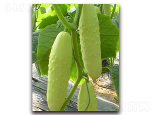 ���S��-�S�ϷN��-���r(n��ng)�@ˇ