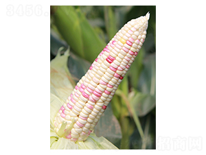 ����Ŵ22-���׷N��-��֮Դ