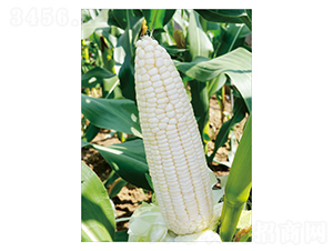 ����Ŵ1̖-���׷N��-��֮Դ