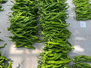 �M���ݽz���N��-���R�_Ԫ