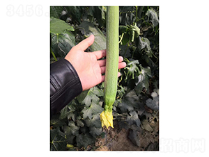 ��z��-�z�ϷN��-��V�r�I(y��)