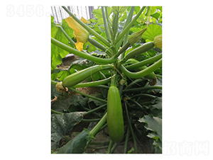 ���-�����J�N��-��V�r�I(y��)