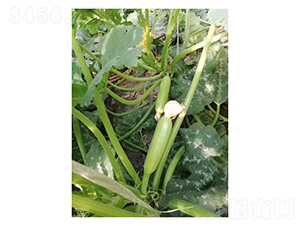 �G��3027-�����J�N��-��V�r�I(y��)