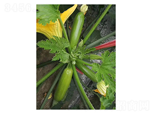 ���S-�����J�N��-��V�r(n��ng)�I(y��)