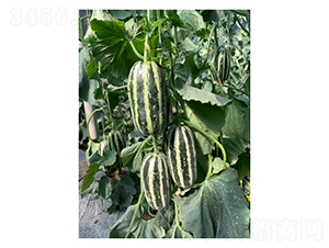 ����9-��ϷN��-��V�r(n��ng)�I(y��)