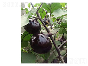 �ڌ��A��-���ӷN��-��V�r(n��ng)�I(y��)