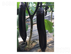 �����L(zh��ng)��-���ӷN��-��V�r(n��ng)�I(y��)