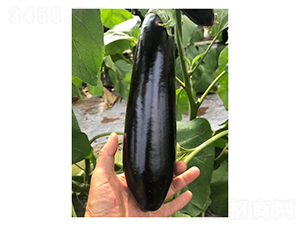 765�L(zh��ng)��-���ӷN��-��V�r(n��ng)�I(y��)