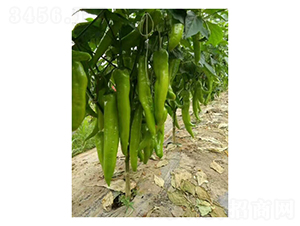 ʥ���_-�����N��-��V�r(n��ng)�I(y��)