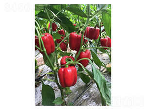 �t��-�����N��-��V�r(n��ng)�I(y��)