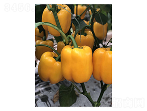 ɣ��-�����N��-��V�r(n��ng)�I(y��)