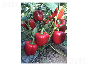 Ī����-�����N��-��V�r(n��ng)�I(y��)