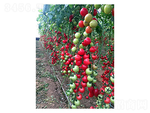 �tɫ���ҷ���-���ѷN��-��V�r�I(y��)