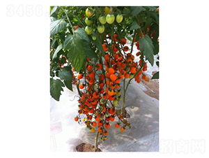 ��ɫ���ҷ���-���ѷN��-��V�r�I(y��)