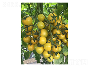 �Sɫ���ҷ���-���ѷN��-��V�r�I(y��)