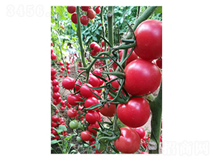 ǧ��-���ѷN��-��V�r�I(y��)