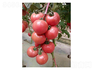 ����PT326-���ѷN��-��V�r�I(y��)