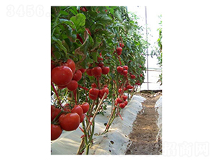 ��ӯ-���ѷN��-��V�r�I(y��)