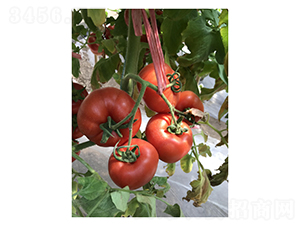 �R�_��-���ѷN��-��V�r�I(y��)