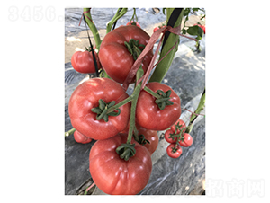 ���_��˹-���ѷN��-��V�r�I(y��)