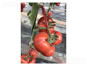 SV7845TH-���ѷN��-��V�r�I(y��)