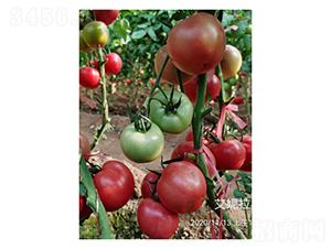 ������-���ѷN��-��V�r�I(y��)