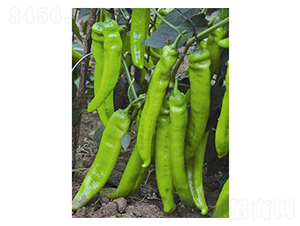 ����(l��)һ̖(h��o)-�����N��-�֮���r(n��ng)�I(y��)