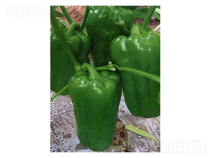 ����һ̖(h��o)-�A���N��-�֮���r(n��ng)�I(y��)