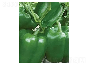 �t��-�A���N��-�֮���r(n��ng)�I(y��)