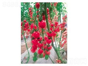 ����1̖-���ѷN��-�֮���r(n��ng)�I(y��)