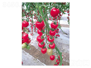 ����2̖-���ѷN��-�֮���r(n��ng)�I(y��)