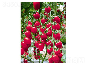 ������̖-���ѷN��-�֮���r(n��ng)�I(y��)