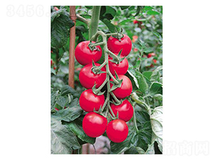 ��ؐ��-���ѷN��-�֮���r(n��ng)�I(y��)