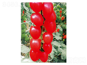 ����ǧ��-���ѷN��-�֮���r(n��ng)�I(y��)