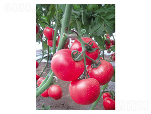 ����-���ѷN��-�֮���r(n��ng)�I(y��)