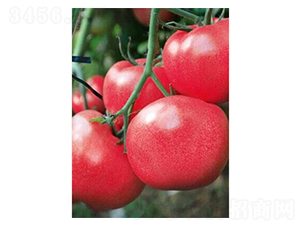 �t��3̖-���ѷN��-�֮���r(n��ng)�I(y��)