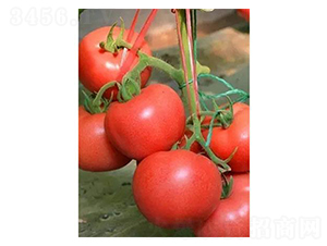 �t��6̖-���ѷN��-�֮���r(n��ng)�I(y��)