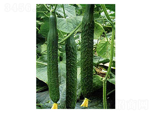 ���߶�ʢ-�S�ϷN��-�֮���r�I(y��)