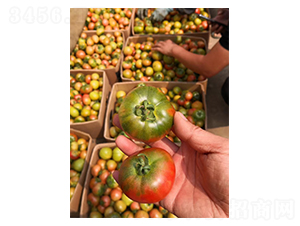 ��ݮ���ѷN��-��ϲ�r(n��ng)�I(y��)