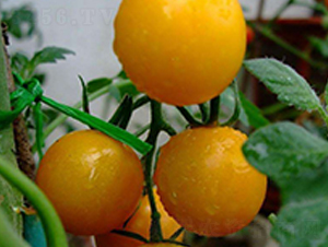 �ԑٙ���-���ѷN��-��ϲ�r(n��ng)�I(y��)