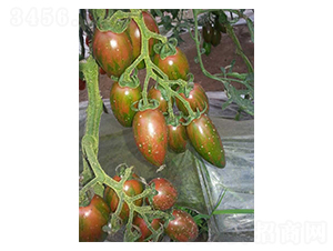 ������-С���ѷN��-��ϲ�r(n��ng)�I(y��)