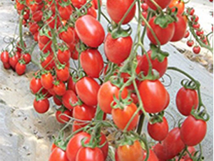 �t�p�A-���ҷ��ѷN��-��ϲ�r(n��ng)�I(y��)