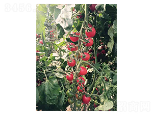 ���p�A-С���ѷN��-��ϲ�r(n��ng)�I(y��)