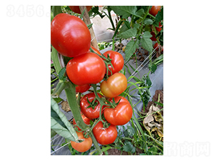 ��t��ɫ��A316-���ѷN��-��ϲ�r(n��ng)�I(y��)