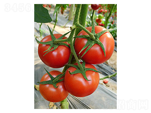 ��t��ɫ��A318-���ѷN��-��ϲ�r(n��ng)�I(y��)