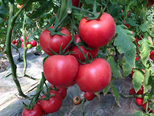 ���208���ѷN��-��ϲ�r(n��ng)�I(y��)