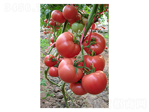 ���L(f��ng)168-���ѷN��-��ϲ�r(n��ng)�I(y��)